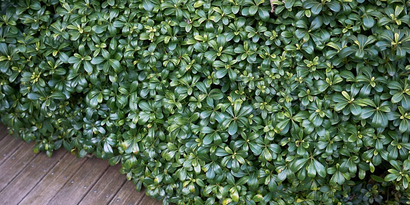 Arbuste pittosporum