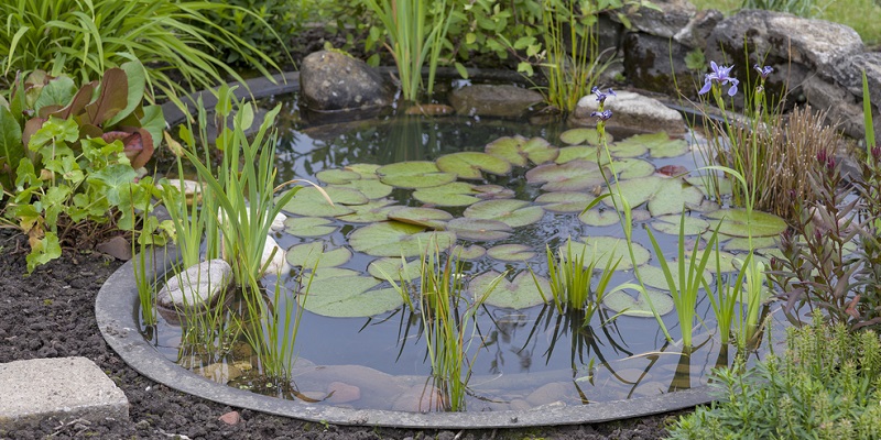 Bassin de jardin avec plantes aquatiques