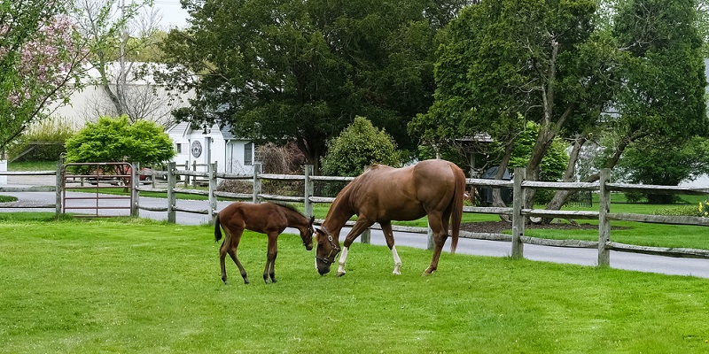 Clôture chevaux en rondin de bois