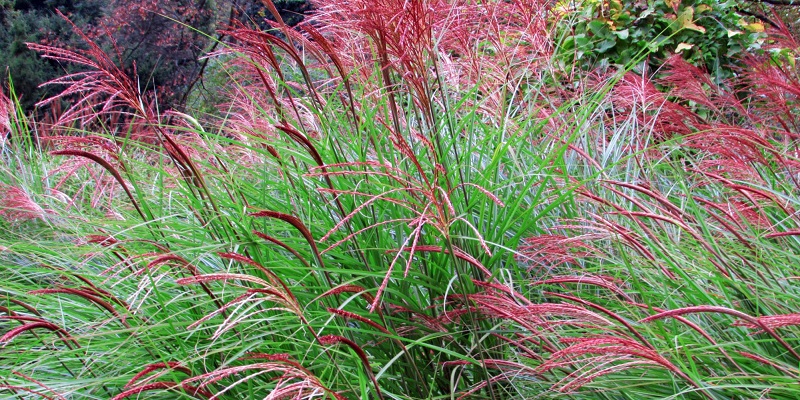 Graminée miscanthus