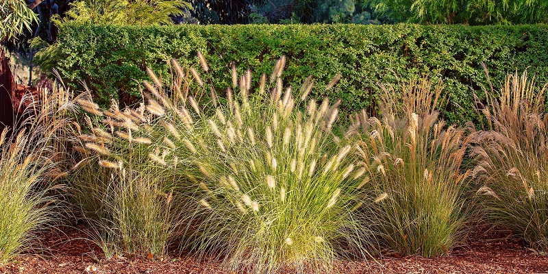 Graminée pennisetum