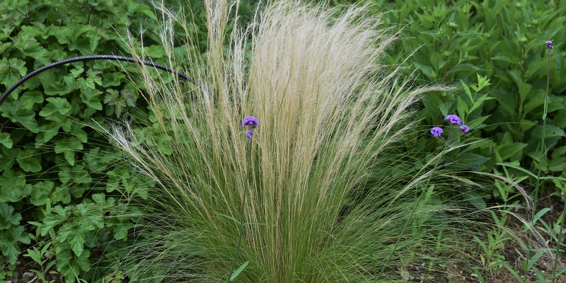 Graminée stipa