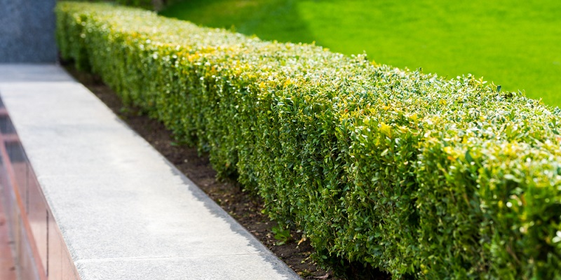 Haie basse en buis