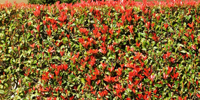 Haie de séparation persistante