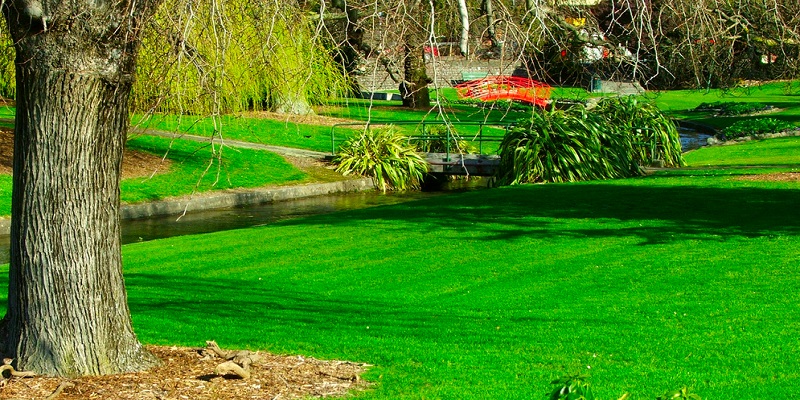 Jardin avec un arbre et des arbustes
