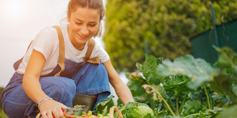 Récolte des légumes dans le jardin