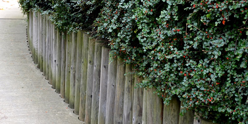 Mur en rondins de bois