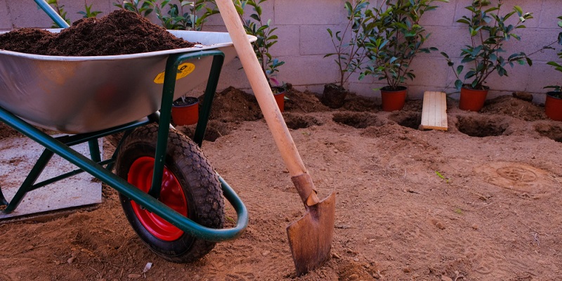Plantes de haie prêtes à être plantées