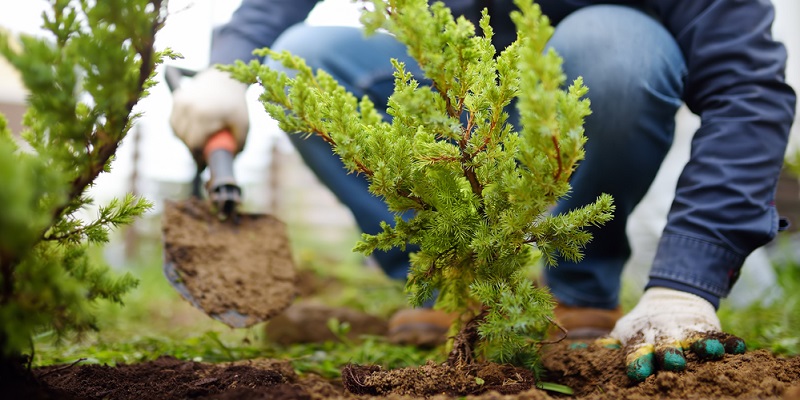 Plantation d'une haie de résineux à l'automne
