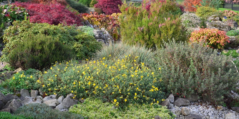 Plantes pour jardin sec