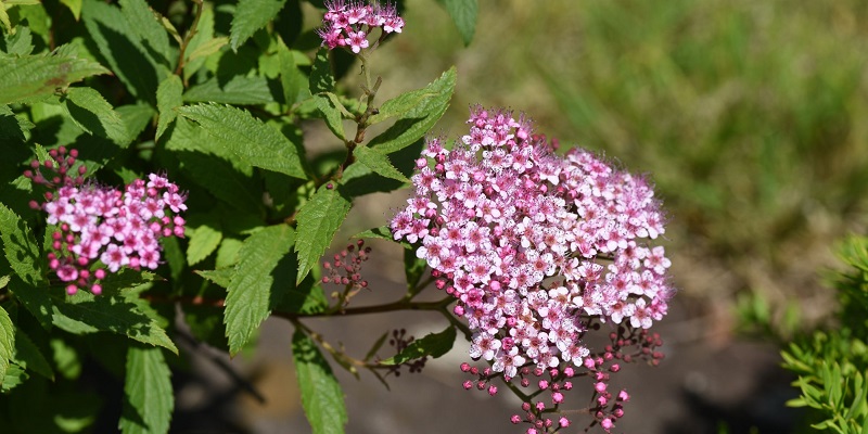 Spirée du Japon