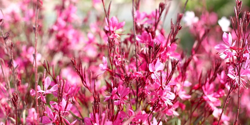 Vivace gaura