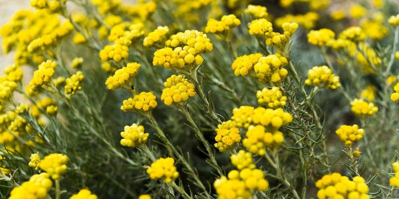 Vivace helichrysum