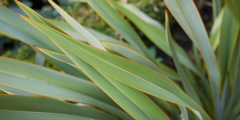 Vivace phormium