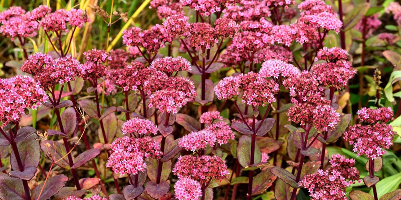Vivace sedum