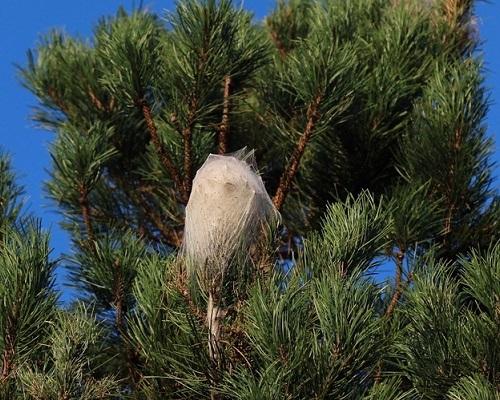 Cocon de chenilles processionnaires du pin